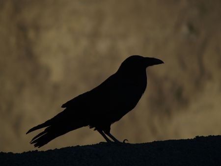 A silhouette of a big crow in Death Valley, Californiaの写真素材