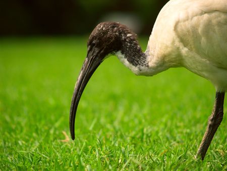 A Sacred Ibis (Threskiornis aethiopicus) in a park in Sydney Australiaの写真素材