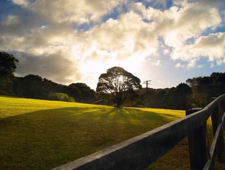 A tree lit from the back by the sun, casting a long shadow with some small walibies in the grassの写真素材