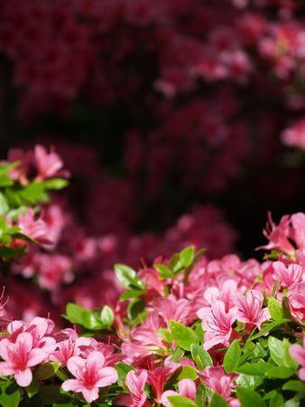 Pink flowers in the sun over a shady backgroundの写真素材