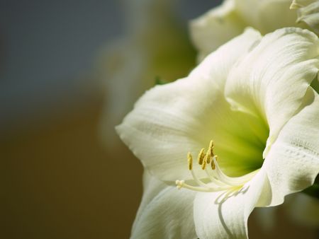Beautiful Easter Lily or November lilyの写真素材