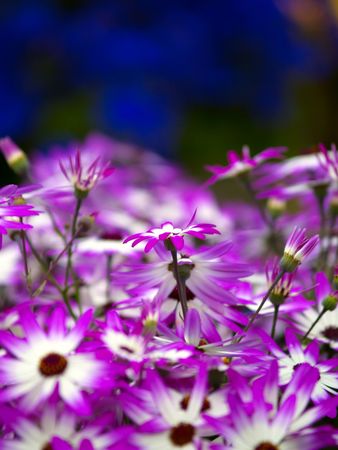 Purple daisies with blue flowers in the backの写真素材