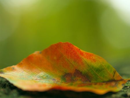 Beautiful colored leaf laying on the ground in the fall (very shallow DOF)
