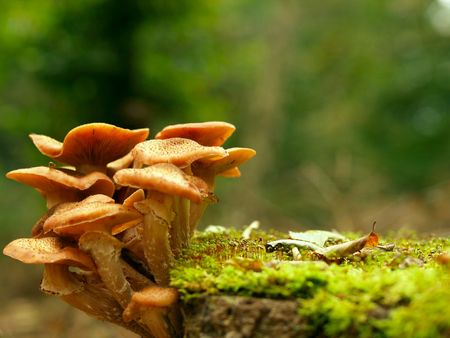 Beautiful toadstools around a tree with moss