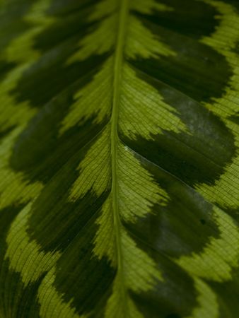 Close up of a large green leaf, usable as a backgroundの写真素材