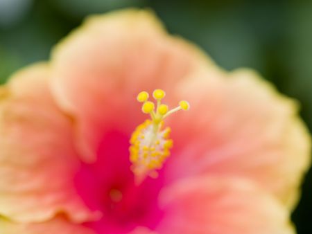 Macro shot of a brightly pink colored flowerの写真素材