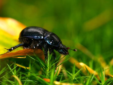 Dung beetle (or Scarab - Scarabaeoidea) walking over a yellow leaf