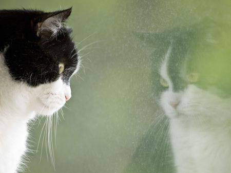 Black and white cat looking out of the window with a reflection of himselfの写真素材