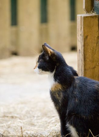 Farm cat sitting next to the entrance of a barnの写真素材