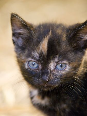Cute little farm kitten with bright blue eyesの写真素材