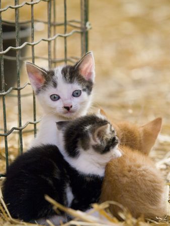 Cute little farm kittens laying together in the hayの写真素材