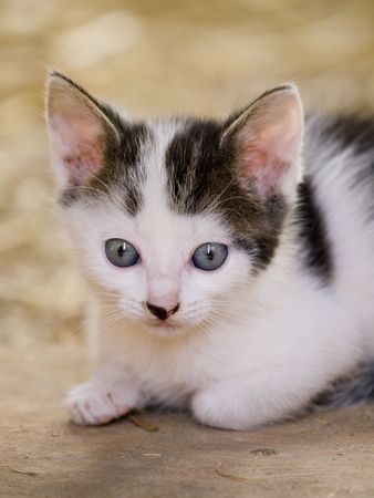 Cute little farm kitten with bright blue eyes restingの写真素材