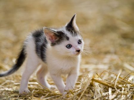 Cute little farm kitten with bright blue eyes playingの写真素材