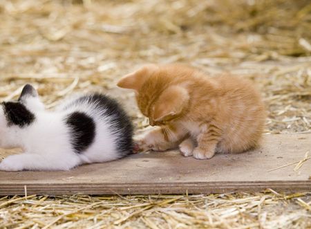 Cute red kitten playing with the tail of his siblingの写真素材