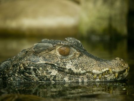 Close up of a swimming alligator in a zooの写真素材
