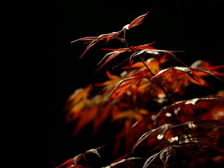Brightly lit leaves in the fall over a black background