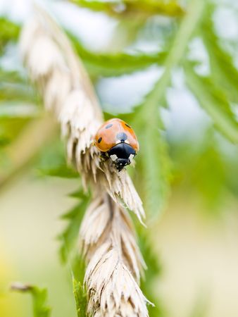 Small ladybug on wheat in the summer sunの写真素材