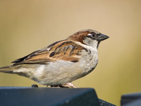 Small male sparrow sitting on a tableの写真素材