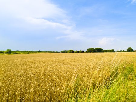 Rural landscape with a field of wheat の写真素材