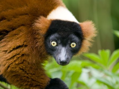 Close up of a red ruffed lemur with bright yellow eyesの写真素材