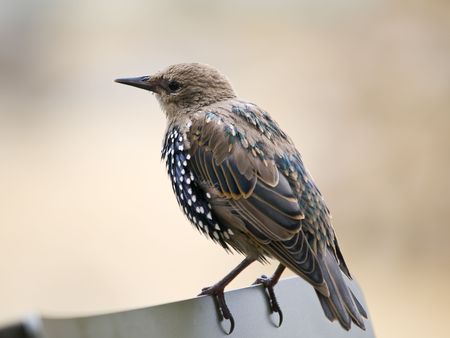 Beautiful European Starling or Common Starling restingの写真素材