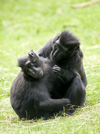 Two Crested Black Macaque (Macaca nigra) cleaning eachother
