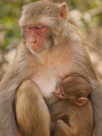 Mother macaque feeding her baby At the Monkey Temple (Galwar Bagh)- Jaipur, Indiaの写真素材