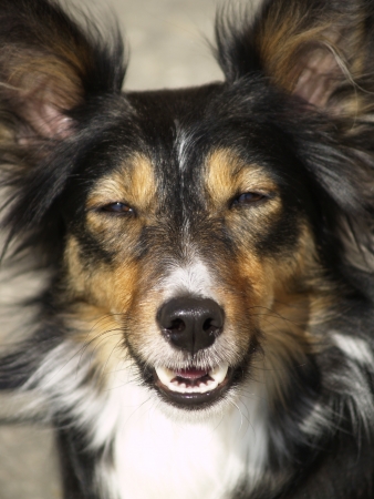 smiling border collieの写真素材