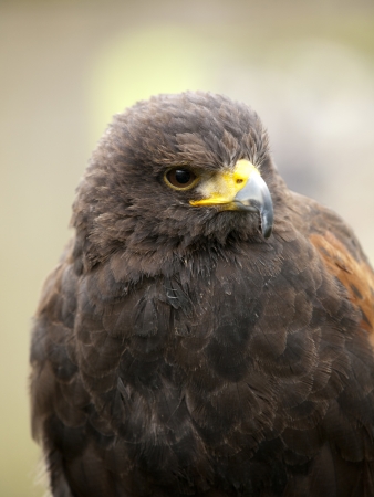 Portrait of a young steppe eagle  Aquila nipalensis の写真素材