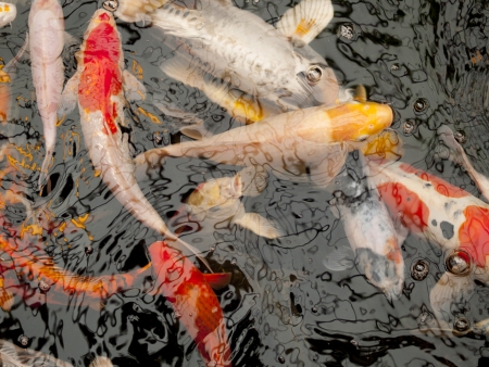 Variety of different koi carp in a pondの写真素材