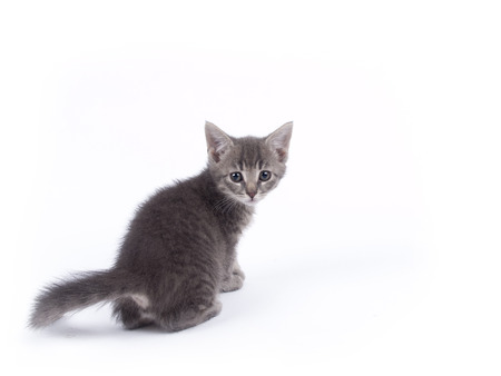 Young nine weeks old fluffy grey striped kitten over white