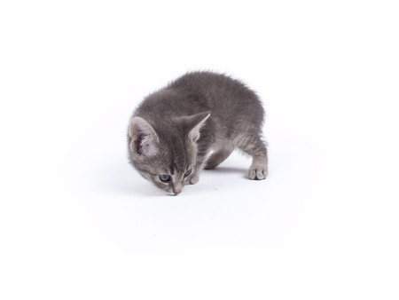 Young nine weeks old fluffy grey striped kitten over whiteの写真素材
