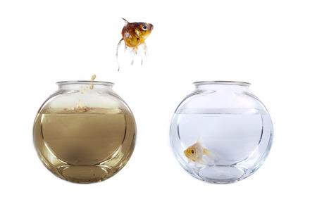 Conceptual image of a fish jumping from his polluted bowl into a clean fishbowlの写真素材