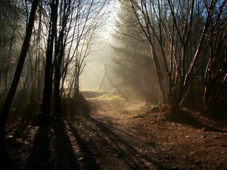 Sun shining through the trees with a children's playground の写真素材
