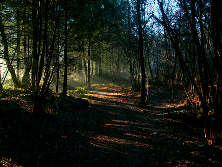 Sun shining through the trees during a cold morningの写真素材