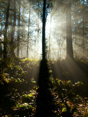 Sun shining through the trees during a cold morningの写真素材