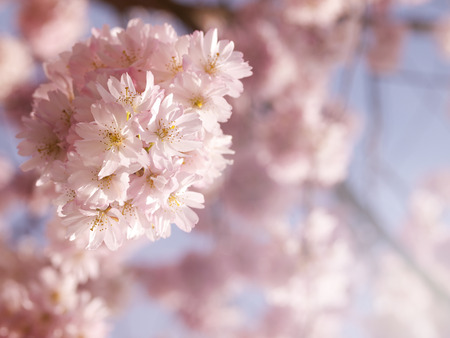 Vivid pink cherry blossom in the springの写真素材