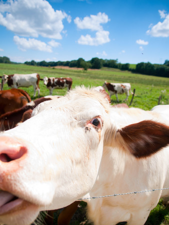 Funny close up of a cow grazing in a field in the summerの写真素材