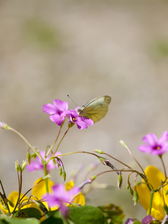 A Small Cabbage White  Pieris rapae  eating nector from a purple flowerの写真素材
