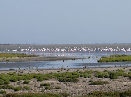 greater flamingos  Phoenicopterus roseus  in Parc Regional de Camargue, Provence, Franceの写真素材