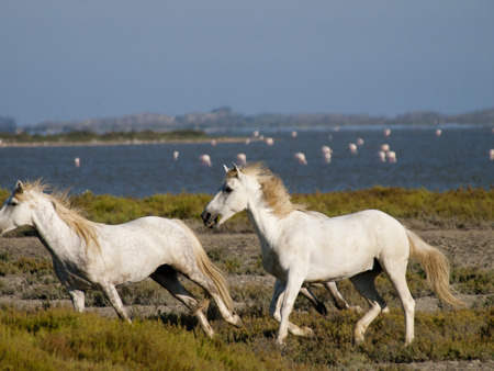 Galloping white horses with flamingos in the back in Parc Regional de Camargue, Provence, France - image has motion blurの写真素材