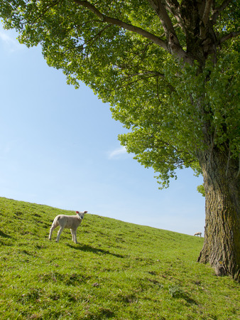 Spring image of a young lamb on a green meadowの写真素材