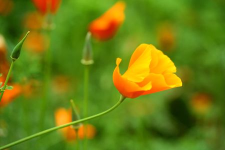 Beautiful Californian Poppy against a green backgroundの写真素材