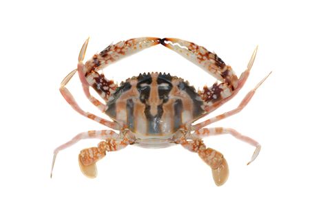 flower crab