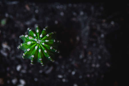 Cactus seen from above on wet ground. An intense green cactus. Copy space in the image on nature....