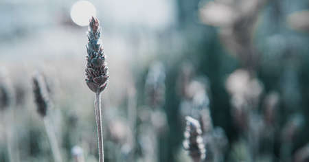 A lavender flower in the foreground. Purple flower in unfocused background. Purple elongated flower....