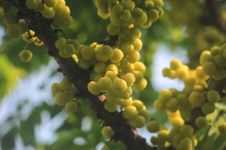 Bunches of Fresh Star Gooseberries tree in the after noon time in Bangkok Thailandの写真素材
