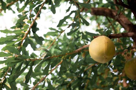 Fresh yellow pomelo in the gardenの写真素材