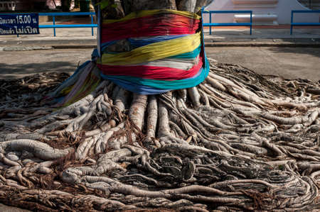 Bodhi root has been wrapped by 3 colors fabric at Absornsawan temple in Bangkok Thailand