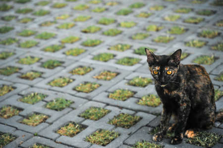 A temple Tabby cat sat in the garden of Wat Arun temple in Bangkok Thailandの写真素材